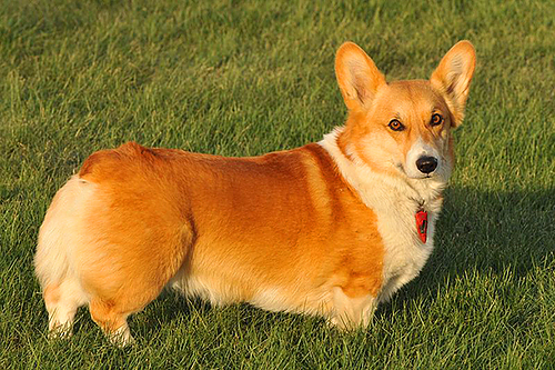Corgis In The Park: This city has gone to the dogs