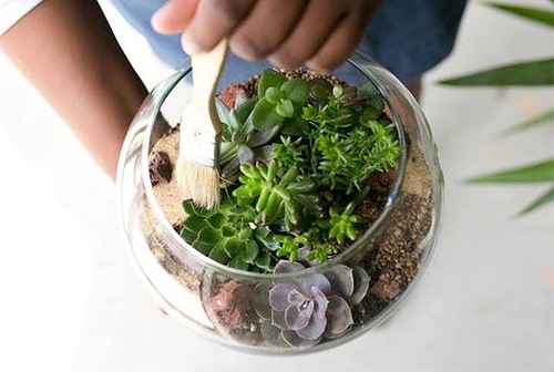 Succulent Terrarium Building Workshop: Tiny gardening for the space-challenged