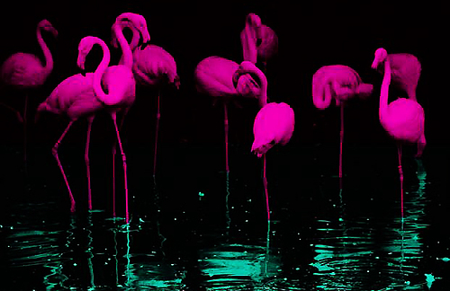 The Flamingo Dance Party: In town Saturday? There is a Miami option.