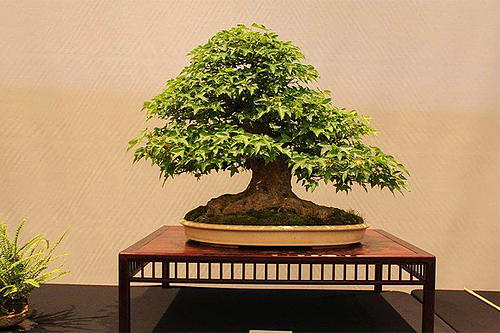 Fall Bonsai Show: Meijer Gardens welcomes a beautiful, small art practice