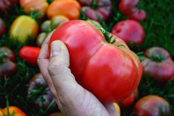 Compost-Fed-Tomato-Harvest-250abs.jpg
