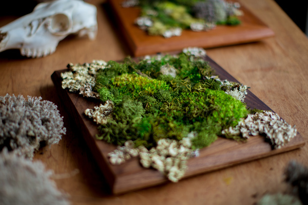 Locally grown mosses and lichens are used in Ashely's work.
