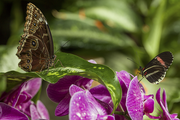 Butterflies at the Meijer Gardens.