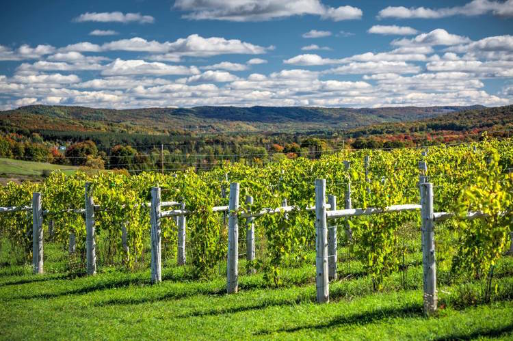 The vines growing at Petoskey Farms Vineyard & Winery