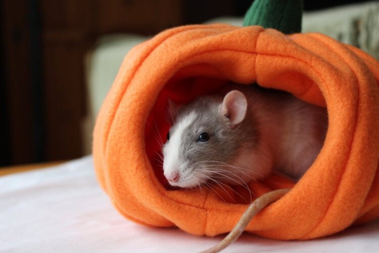 Tate Shumaker has an Etsy side hustle making habitats for pets.  Their store, Tatescosycreatures, features adorable hideaways shaped like fruits and vegetables for pet hamsters, guinea pigs, and rats.