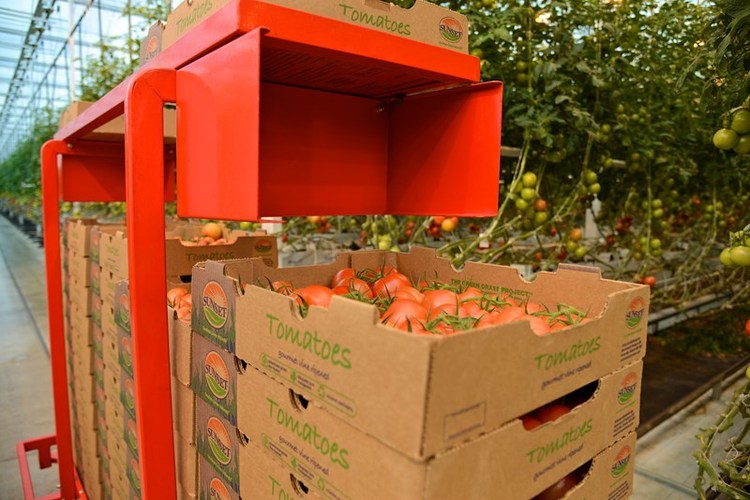 Robotic carts carrying full boxes of hand-picked tomatoes exit the Mastronardi Produce greenhouse before being placed in biodegradable packaging.