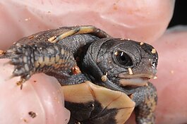 The John Ball Zoo is working together with Grand Valley State University and Pierce Cedar Creek Institute to support field work to protect baby eastern box turtles. 