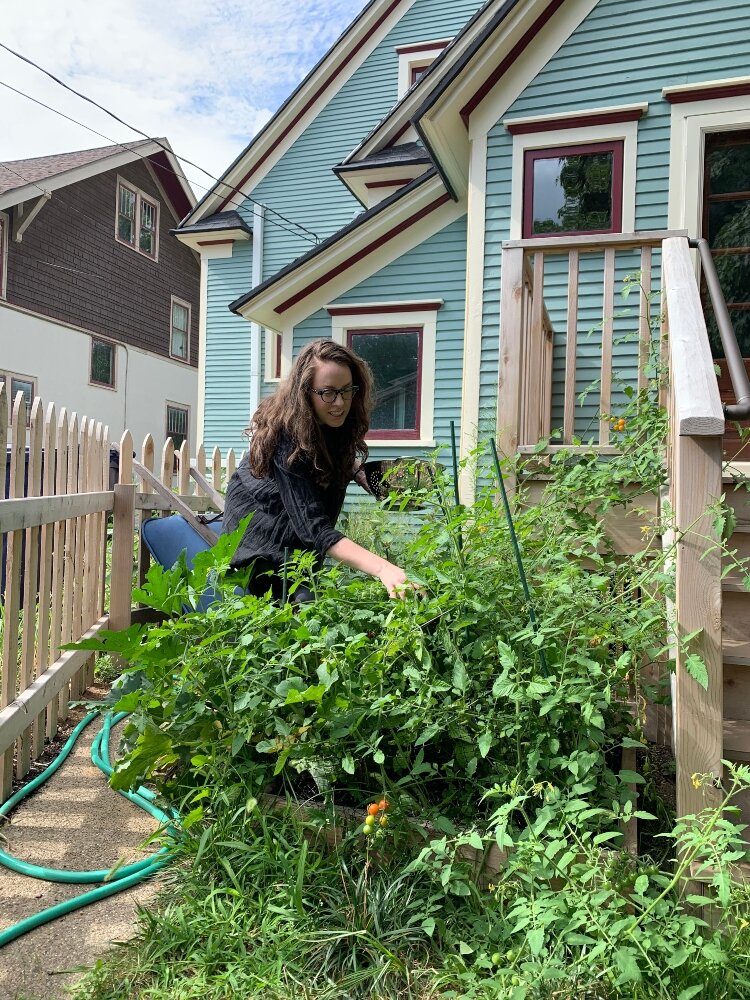 Alyssa Cheadle harvests tomatoes from her garden at her home in the Holland Historic District.