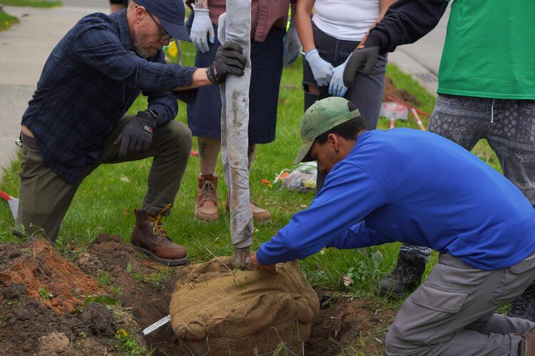 Volunteers plant tree at ArborFest 2024, photo by Evie Dzomba.