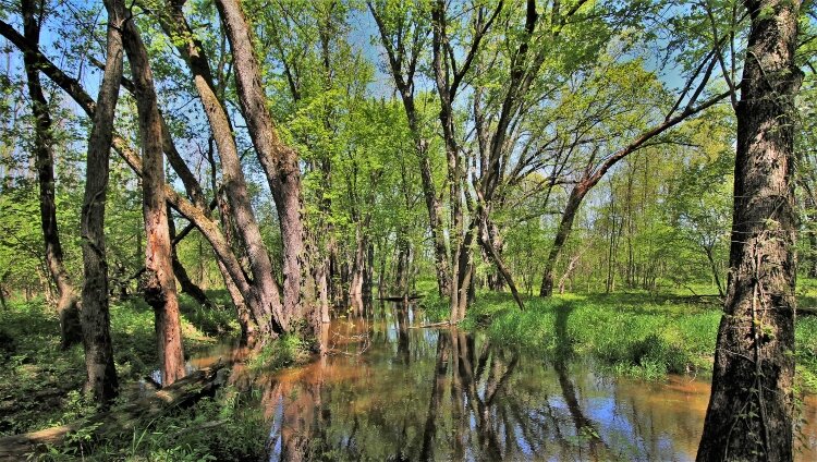 Visitors are encouraged to check out open-space areas, such as Eastmanville Bayou, that are less developed than park properties.