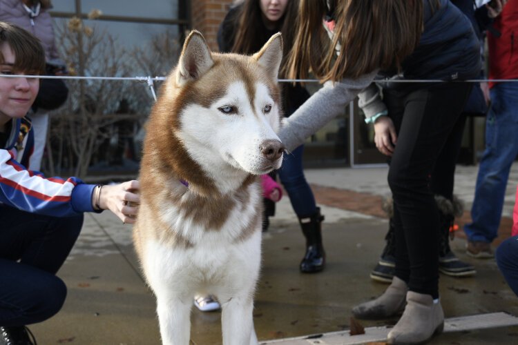 Sled dogs will visit a number of Kent District Library branches this winter.