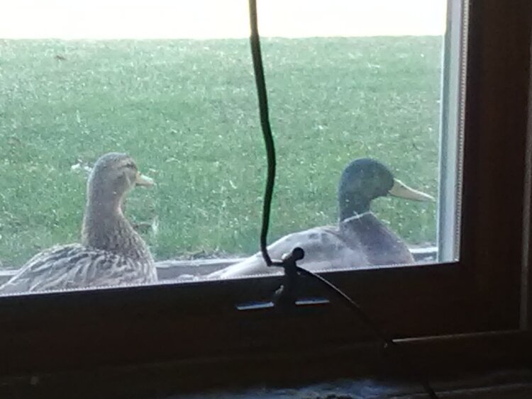 A pair of ducks visited Lucia's condo. 