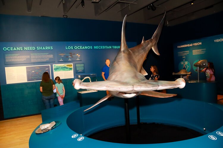 Nine life-sized, scientifically accurate sharks are on display at the GRPM.