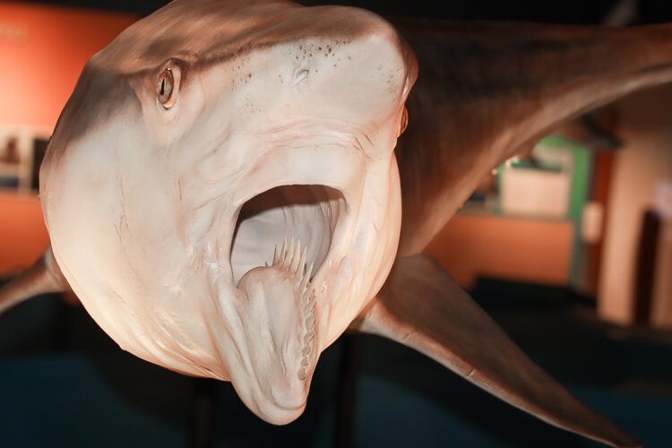 Helicoprion, now extinct, could grow almost 25 feet long.