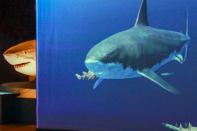 Just behind the giant video screen is a great white shark waiting to welcome you.