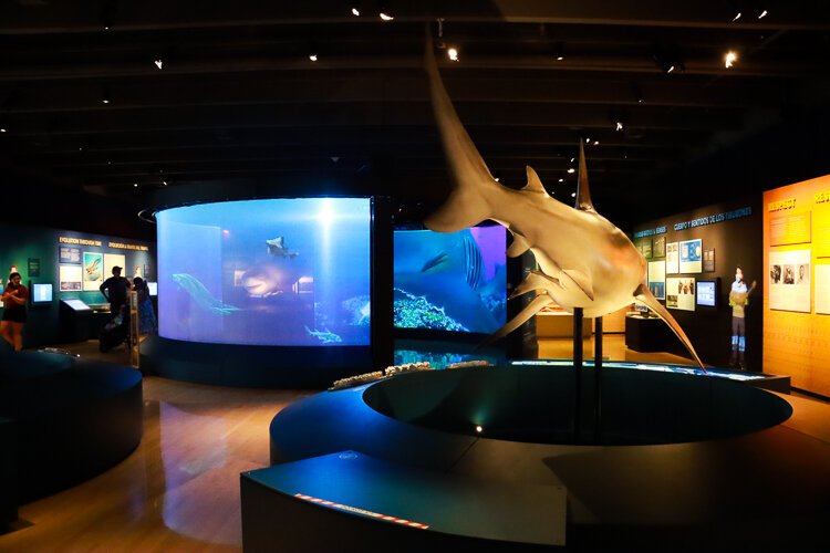 A view of the Sharks exhibition at the Grand Rapids Public Museum.