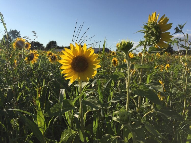 Lindsey Dykstra, owner of Liefde Farm, has planted hundreds of sunflowers on a stretch of land behind her home.