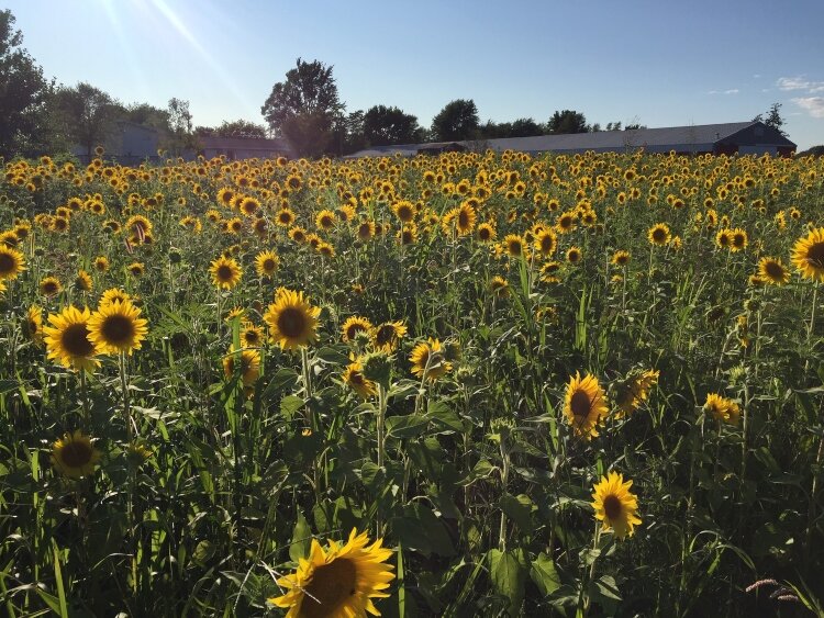 Liefde Farm is located on 104th Avenue, just south of Fillmore Street, in Olive Township. 