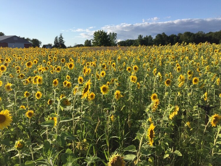 Liefde Farm is owned by Kevin and Lindsey Dykstra.