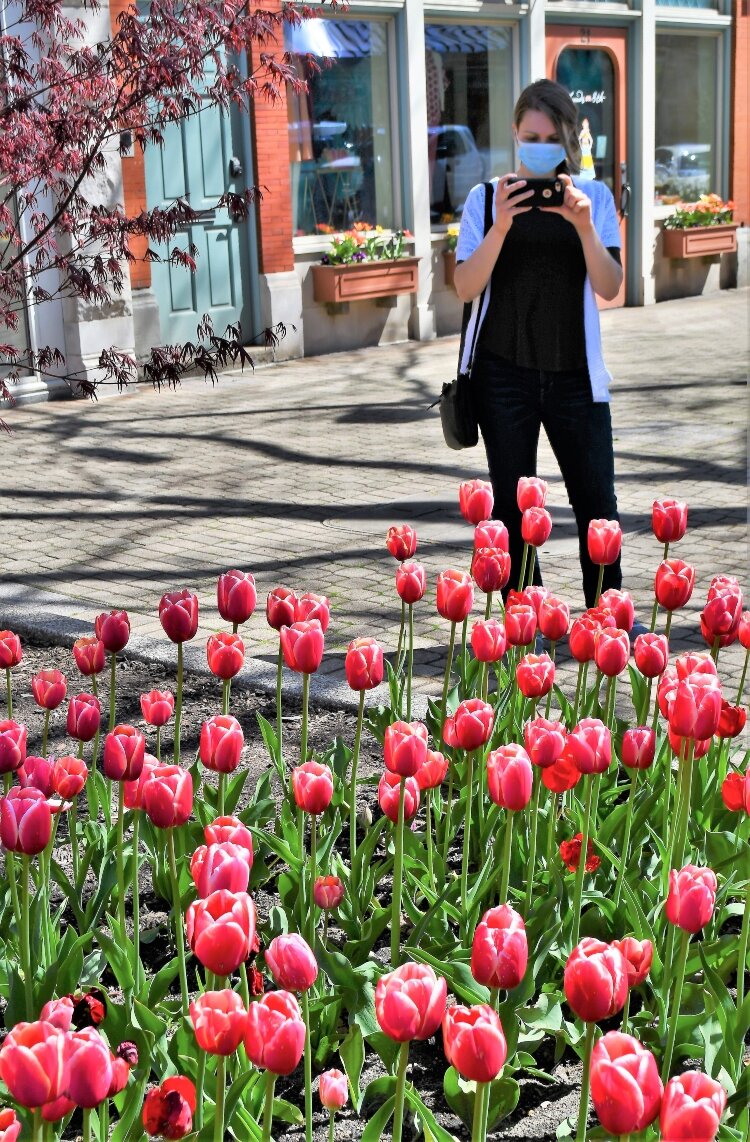 Tip-toeing through the tulips was the only downtown activity leftover from the cancelled festival.