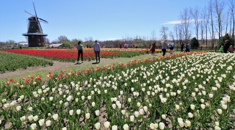 The tulips far outnumbered the trickle of visitors to Windmill Island when compared to other festival years.