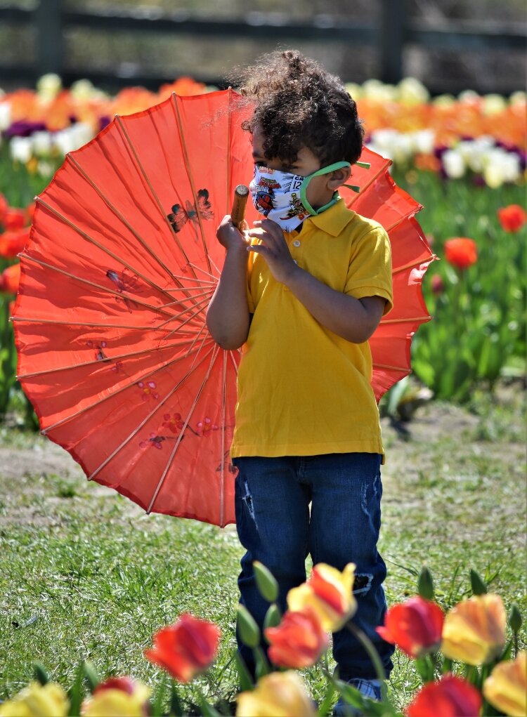 While surveying the island tulip beds, a young visitor shields himself from the sun and the coronavirus.