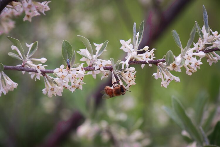 Zack's bees produce honey for his business while playing a crucial role in society's food systems.