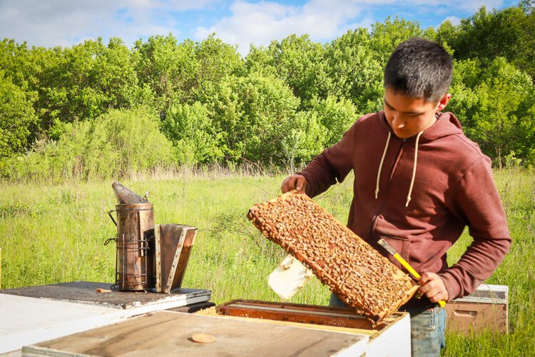 Zack Sporte checks on the health of his bees, which thrive in this chem-free field. 