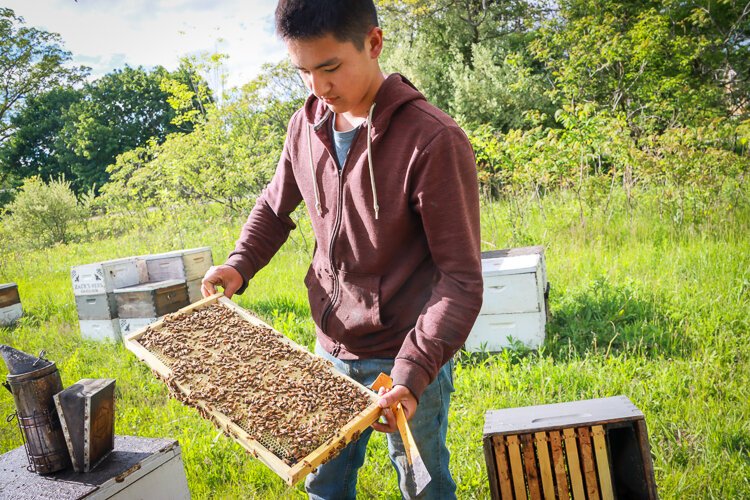 Zack inspects the hive, checking on the health of the queen bee.