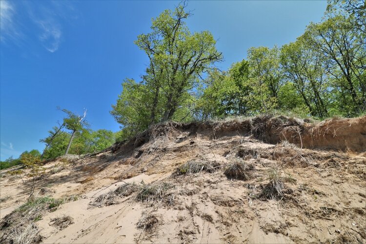 Volunteers for cleanups along the Lake Michigan shoreline must be aware of erosion dangers such as dune collapses and falling trees. 