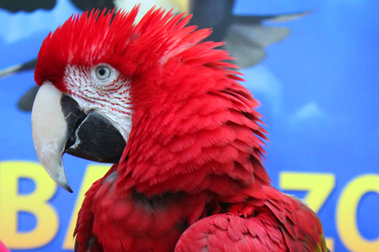 Realm of Flight: Crowd favorite migrates back to Grand Rapids zoo