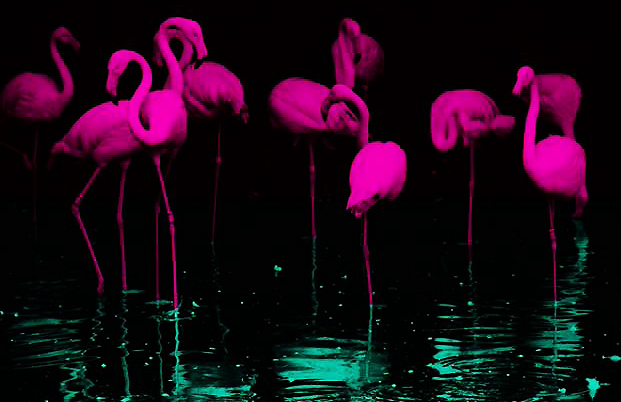 The Flamingo Dance Party: In town Saturday? There is a Miami option.