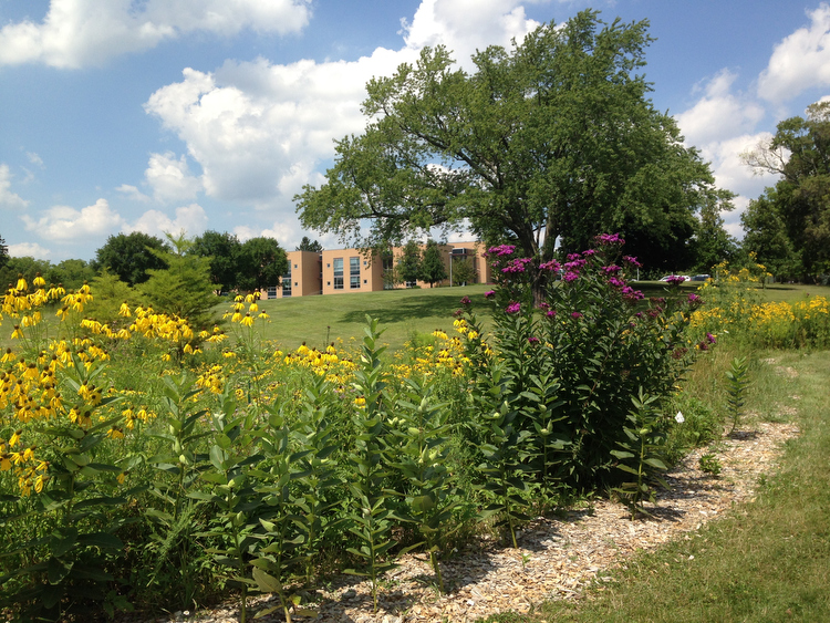 Native Michigan species in the gardens of Marywood.