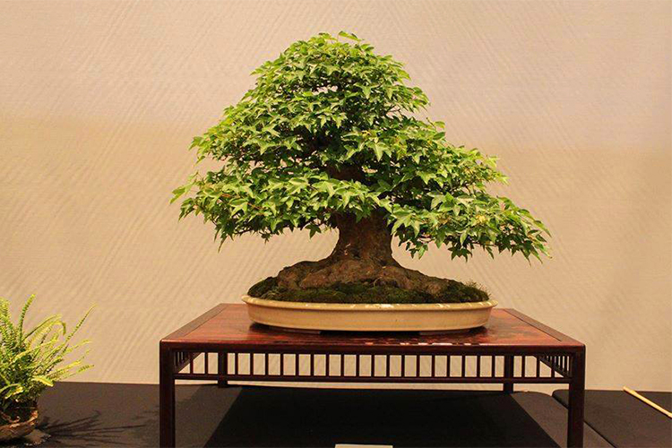 Fall Bonsai Show: Meijer Gardens welcomes a beautiful, small art practice