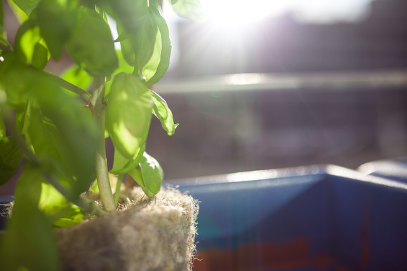 Plant