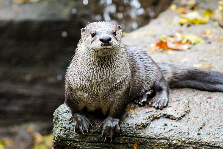 Opening Day 2019: John Ball Zoo wakes up the beasts of the Westside
