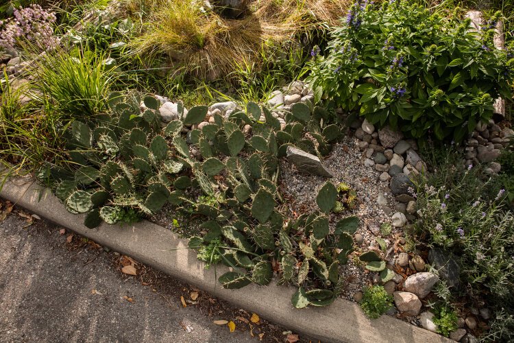 Curb-cut rain gardens help clean and retain water in the Plaster Creek watershed.
