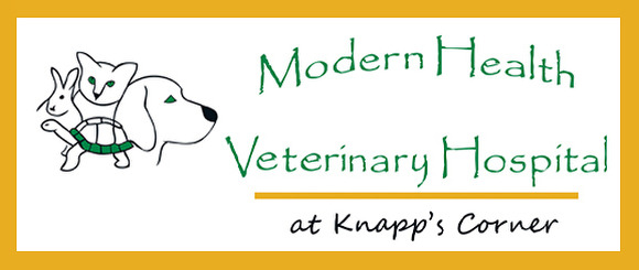 New Grand Rapids veterinary clinic opens its doors to pets, brings more jobs to region New Grand Rapids veterinary clinic opens its doors to pets, brings more jobs to region
