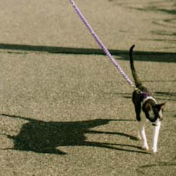Corey Ruffin walks his cat. Because cats can go on walks too. Photograph by Adam Bird