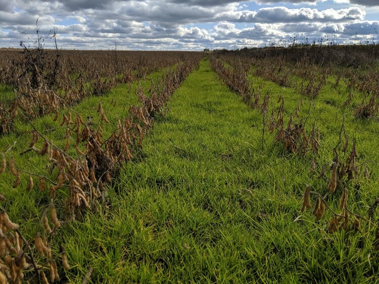 A green blanket of cover crop holds soil and nutrients in place while rippened soybeans await harvest. The cover will become dormant in winter but still hold soil from running off with rainfall or melting snow.  (Photo by Ben Jordan)