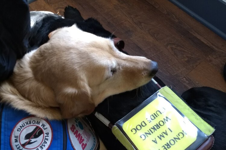 Blarney, a yellow lab who became Megan (Fuchs) Howe's service dog while she was a college student, was trained by Paws With a Cause, an organization headquartered in Wayland. Dlass is her husband, Andrew's, service dog.