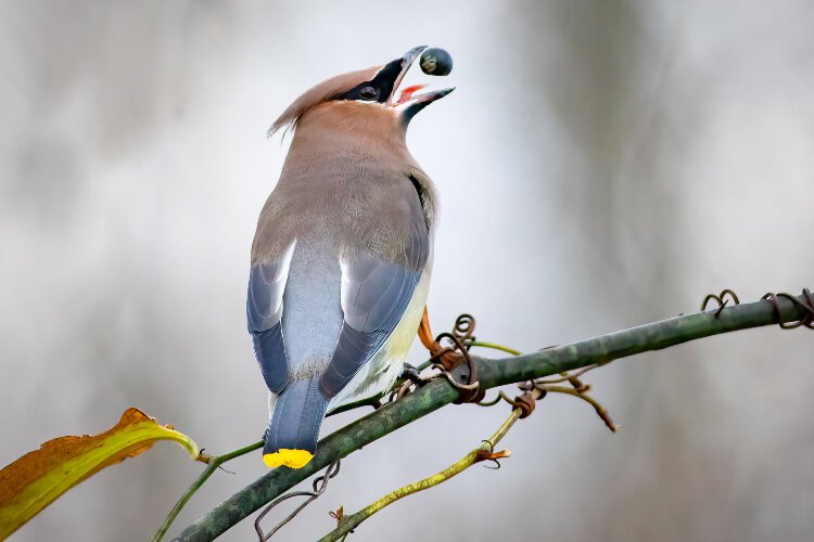 A Cedar Waxwing