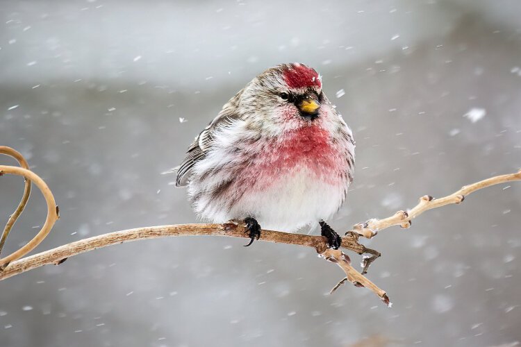 A Common Redpoll.