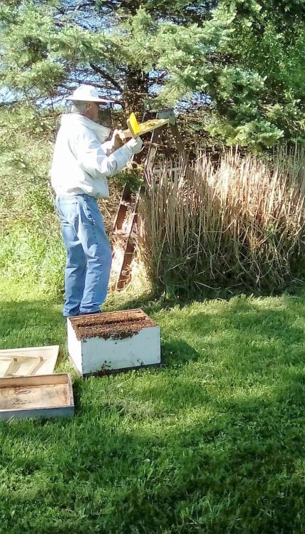 “One-third of everything we eat depends on pollination,” says Don Lam, of the Holland Area Beekeepers Association (HABA). “Imagine losing one bite out of every three.”