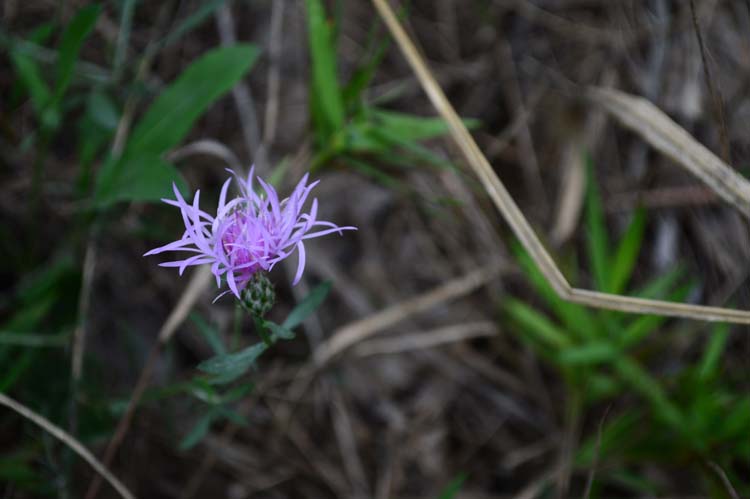 Spotted Knapweed, an invasive plant at Warren Dunes State Park. Photo by Mark Wedel.