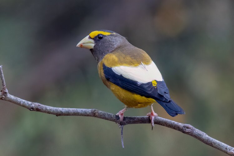 An Evening Grosbeak