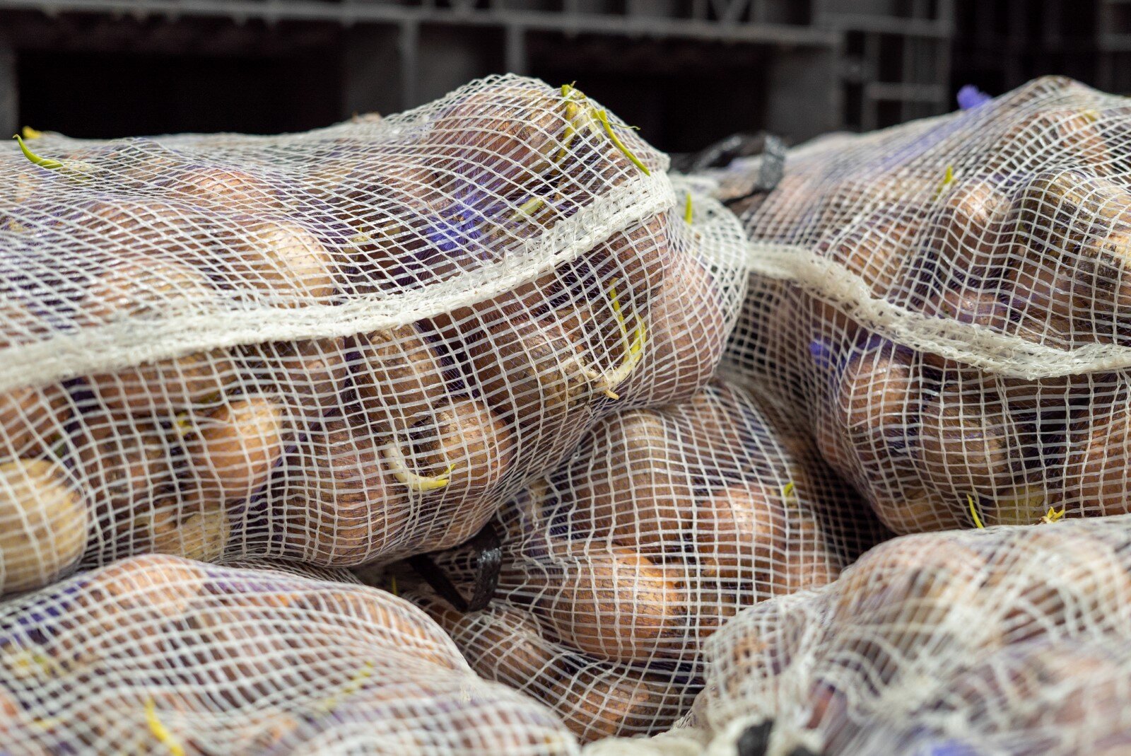 Rescued produce at Hidden Harvest.