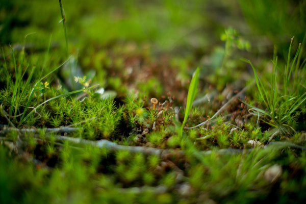 All of the materials are collected, one at a time from groundcover and woods.