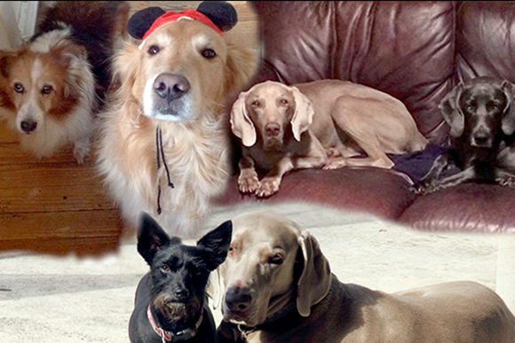 Blessing of the Animals: They are the real saints