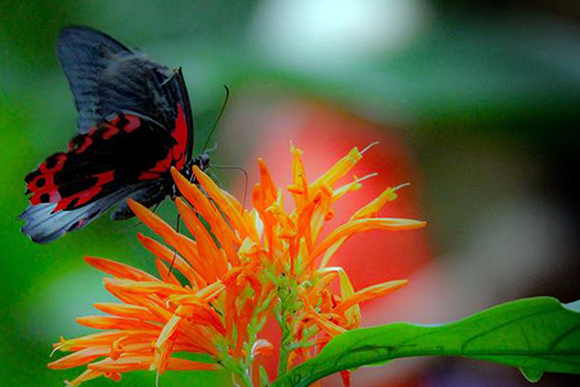 Butterflies Are Blooming: Oh, snap it!